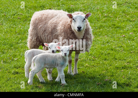 Zwei zwei Lämmer in einem Feld bei der Ewe-Mutter in die Kamera schaut. Frühling in den Brecon Beacons in Wales. Stockfoto