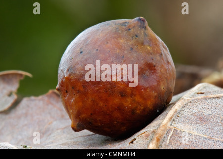 Gall von der gemeinsamen Eiche Gall Wasp (Cynips Quercusfolii) auf die totes Blatt einer Eiche. Stockfoto