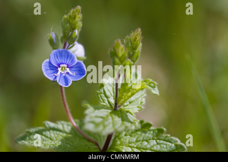 Gamander Ehrenpreis oder Vogelperspektive Ehrenpreis, Veronica Chamaedrys. Stockfoto