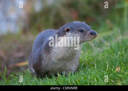 Europäische Otter (Lutra Lutra) mit nassem Fell beenden eines Flusses Stockfoto