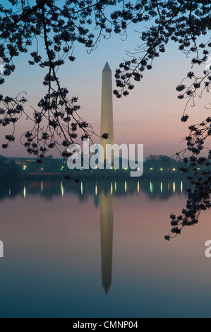 WASHINGTON, DC, USA – das Washington Monument spiegelt sich kurz vor Sonnenaufgang auf den stillen Gewässern des Tidal Basin wider und wird von Kirschblüten eingerahmt. Die Yoshino Cherry Blossom Bäume, die das Tidal Basin in Washington DC säumen, blühen jedes Frühjahr. Einige der ursprünglichen Bäume aus der ursprünglichen Pflanzung vor 100 Jahren (im Jahr 2012) sind noch lebendig und blühen. Stockfoto