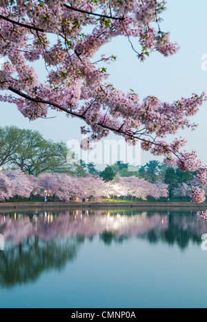 WASHINGTON, DC, Vereinigte Staaten – das Licht vor der Dämmerung fängt die rosa Kirschblüten in Washington DC mit ihren Reflexionen auf den stillen Gewässern des Gezeitenbeckens ein. Die Yoshino Cherry Blossom Bäume, die das Tidal Basin in Washington DC säumen, blühen jedes Frühjahr. Einige der ursprünglichen Bäume aus der ursprünglichen Pflanzung vor 100 Jahren (im Jahr 2012) sind noch lebendig und blühen. Stockfoto