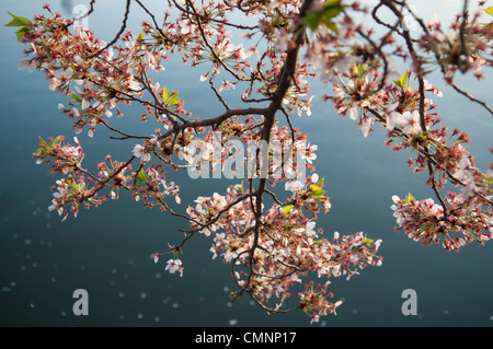 WASHINGTON DC – die Kirschblüten von Yoshino hängen über dem Tidal Basin, mit Blütenblättern aus den Blüten, die auf dem Wasser unter ihnen schwimmen. Die Bäume, ein Geschenk aus Japan im Jahr 1912, sind die Hauptattraktion des nationalen Kirschblütenfestes, das jedes Frühjahr stattfindet. Stockfoto