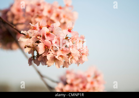 WASHINGTON DC – Eine Nahaufnahme zeigt rosafarbene Kirschblüten am Höhepunkt der Blüte entlang des Tidal Basin. Die jährliche Blüte dieser Bäume, ursprünglich ein Geschenk aus Japan im Jahr 1912, wird während des National Cherry Blossom Festival gefeiert. Stockfoto