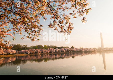 WASHINGTON DC, USA – Kirschblüten blühen rund um das Tidal Basin und bilden ein atemberaubendes Baldachin aus rosa und weißen Blüten. Dieses jährliche Spektakel verwandelt die Landschaft der Hauptstadt der Nation und zieht Besucher aus aller Welt an, um die vergängliche Schönheit des Frühlings zu erleben. Stockfoto