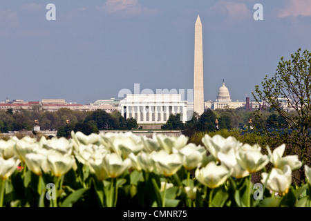 Blühende weiße Tulpen mit aus der Fokusansicht von Washington DC mit Lincoln Memorial, Washington Monument und das Capitol skyline Stockfoto