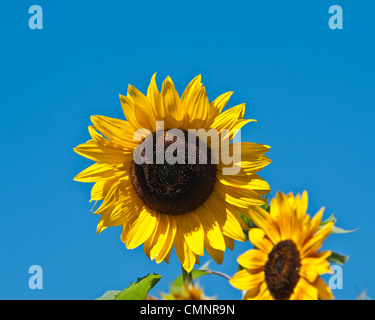 Eine blühende Sonnenblume auf der Gartenstadt Ernte Farm in Missoula, Montana. Stockfoto