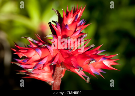 Rot Aechmea Bromelien blühen in einem Garten auf Kauai, Hawaii. Stockfoto