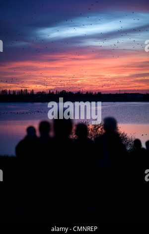 Sonnenuntergang Ornithologen bei der jährlichen Herbst Migration von Kanadagänse und Enten im Fort Whyte Centre, Winnipeg, Manitoba Stockfoto