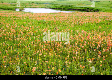 Feld der indischen Pinsel und andere Wildblumen in der Nähe von Whitehall, Texas. Stockfoto