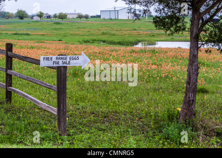 Schild zeigt Eier zum Verkauf in der Nähe eines Feldes von indischen Paintbrush Wildblumen in der Nähe von Whitehall, Texas. Stockfoto