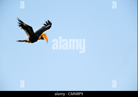 Großes Hornbill Buceros bicornis Stockfoto