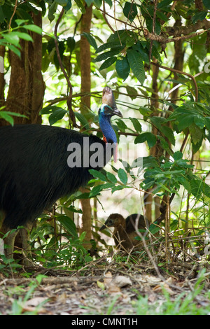 Südlichen Helmkasuar (Casuarius Casuarius) in den Regenwäldern des Daintree Nationalpark, Queensland, Australien Stockfoto