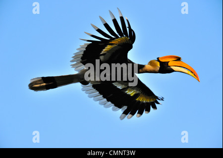 Großes Hornbill Buceros bicornis Stockfoto