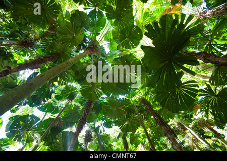 Licuala Palm Regenwald am Cape Tribulation, Daintree Nationalpark, Queensland, Australien Stockfoto