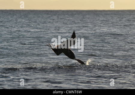 Pelikan Tauchen in Meer von Cortez, Insel Espiritu Santo, Baja California, Mexiko. Stockfoto