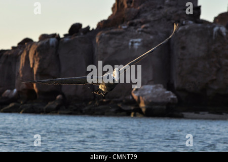 Pelikan, Insel Espiritu Santo, Sea of Cortez, Baja California, Mexiko. Stockfoto