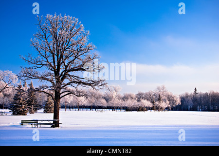 Raureif auf Bäumen, Assiniboine Park, Winnipeg, Manitoba Stockfoto