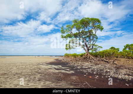 Mangroven im Myall Beach bei Ebbe. Cape Tribulation, Daintree Nationalpark, Queensland, Australien Stockfoto