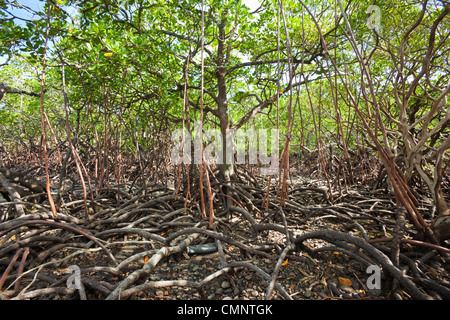 Mangroven im Myall Beach bei Ebbe. Cape Tribulation, Daintree Nationalpark, Queensland, Australien Stockfoto