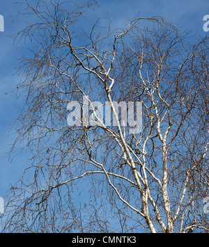 Betula X fetisowii. Birke-Baum in der englischen Landschaft vor einem blauen Himmel Stockfoto