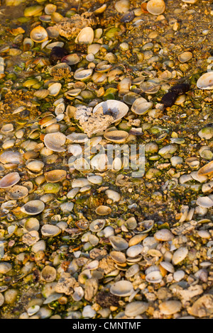 Vorland See Rottnest Island Salz Seen Shell Western Muscheln. Stockfoto