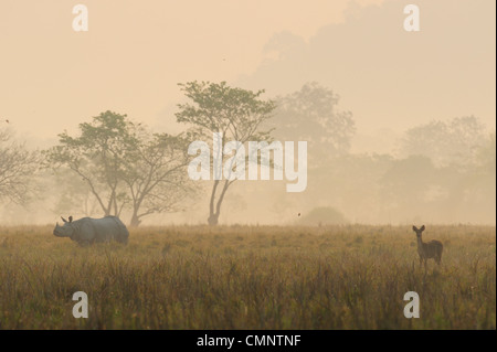 Rhino, Panzernashorn (Rhinoceros Unicornis) Stockfoto