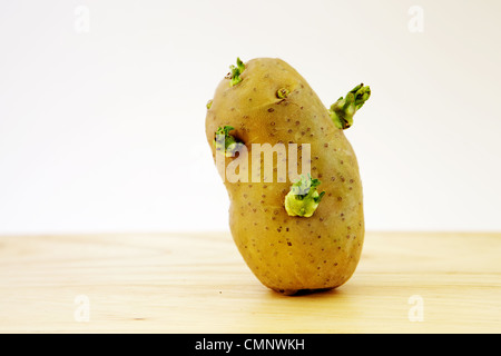 Detailansicht der Kartoffelknolle sprießen Stockfoto