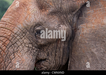 Elefant, Tierwelt, Südafrika, Elephantidae Stockfoto