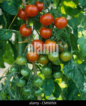 Roten & grüne Reife und unreife Früchte auf Cherry-Tomaten Sorte 'Gardeners' Delight' Stockfoto