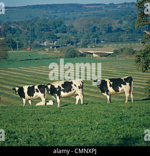 Friesische x Holstein Kühe mit geschnittenen liegenden Silage Grass hinter im Herbst, East Devon Stockfoto