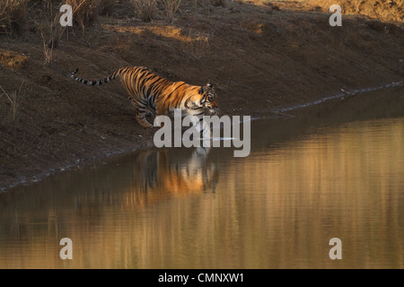 Royal Bengal Tiger (Panthera Tigris) Schwimmen im Tadoba Andhari Tiger Reserve Stockfoto