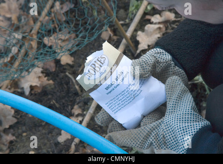 Anpflanzung von Saubohne Samen West Sussex Zuteilung im Februar Stockfoto