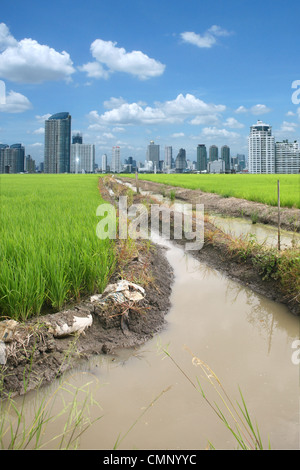 Reis-Feld-Gebäude am Himmel Stockfoto