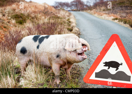 Eine Freilandhaltung Schwein auf Raasay, Scotland, UK. Stockfoto