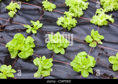 Wächst mit der Gnade ist ein Bio-Obst und Gemüseanbau kooperative in Clapham in den Yorkshire Dales, UK. Stockfoto