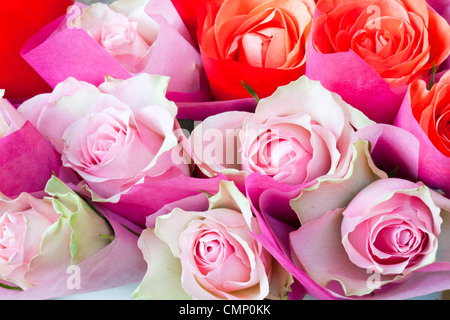 Rosa Rosen in Seidenpapier gewickelt. Stockfoto