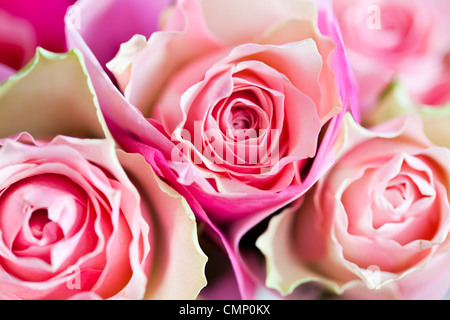 Rosa Rosen in Seidenpapier gewickelt. Stockfoto