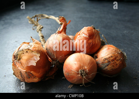 Ein Zopf Schalotten auf einem schwarzen Arbeitsfläche in natürlichem Licht (Allium Cepa var. Aggregatum) Stockfoto