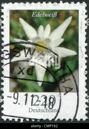 Deutschland - CIRCA 2006: Eine Briefmarke gedruckt in Deutschland, Blumenschauen, Leontopodium Alpinum (Edelweiss), circa 2006 Stockfoto