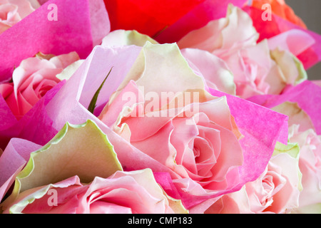 Rosa Rosen in Seidenpapier gewickelt. Stockfoto