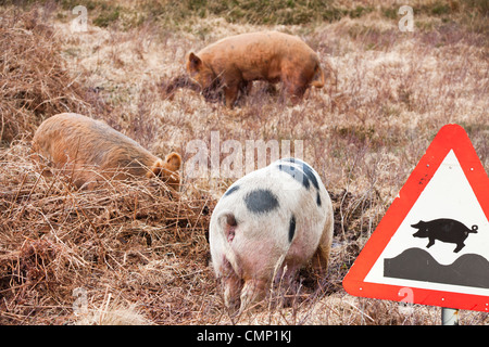 Freilandhaltung von Schweinen auf Raasay Scotland, UK Stockfoto