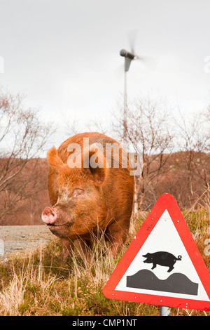 Eine Freilandhaltung Schwein auf Raasay Scotland, UK Stockfoto