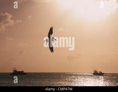 Pelikan im Flug in Nevis Karibik Stockfoto