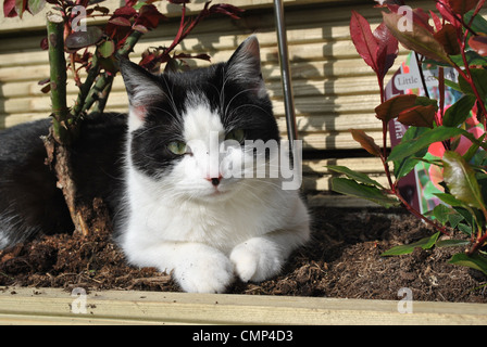 schwarze und weiße Kätzchen spielen in einem Blumenbeet Stockfoto