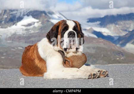 Bernhardiner mit Fass Rescue betriebsbereit Stockfoto