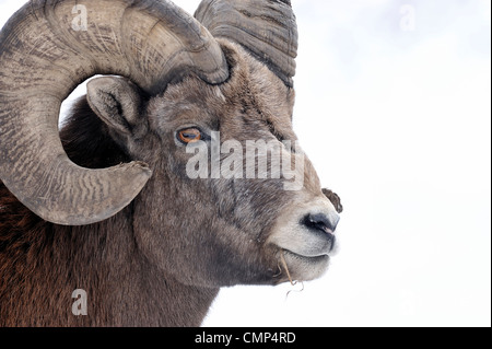 Ein Porträt von einem wilden Rocky Mountain Bighorn Schafe Stockfoto