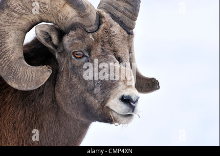 Eine Seite Ansicht Porträt einer wilden Rocky Mountain Bighorn Schafe Stockfoto