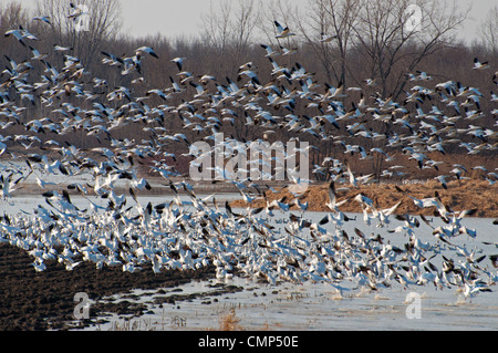 Riesige Schwärme von Schneegänsen ausziehen. Stockfoto