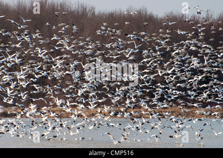 Riesige Schwärme von Schneegänsen ausziehen. Stockfoto